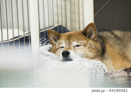 眠る柴犬 眠る柴犬 64390082