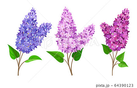 Lilac Or Syringa Flowers With Showy Blossom のイラスト素材
