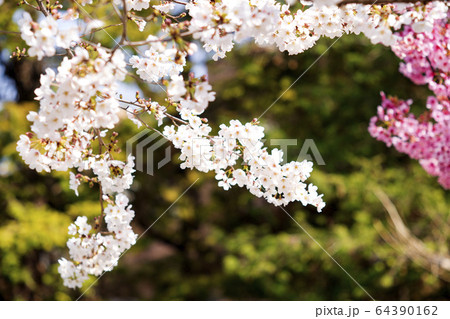 河津桜とオオシマザクラ 64390162