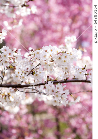 河津桜とオオシマザクラ 64390164