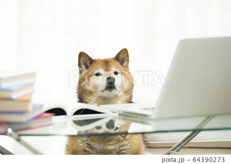 犬 柴犬 パソコン テレワーク 犬 柴犬 パソコン テレワーク 64390273