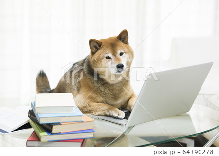 犬 柴犬 パソコン テレワークの写真素材