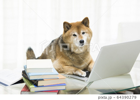 犬 柴犬 パソコン テレワークの写真素材
