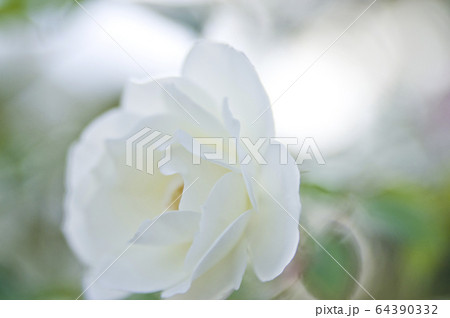 バラ園の咲くこのバラの名前はアイスバーグです。 64390332