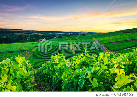 Row vine grape in champagne vineyards Row vine grape in champagne vineyards 64390458