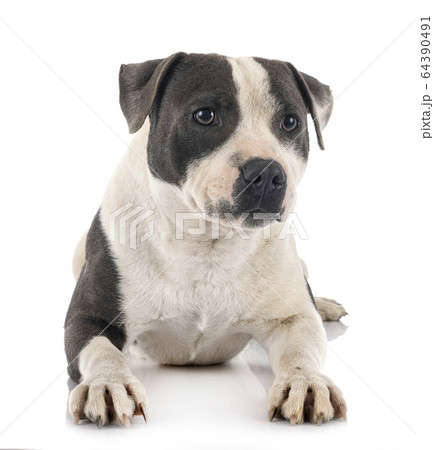 staffordshire bull terrier staffordshire bull terrier 64390491