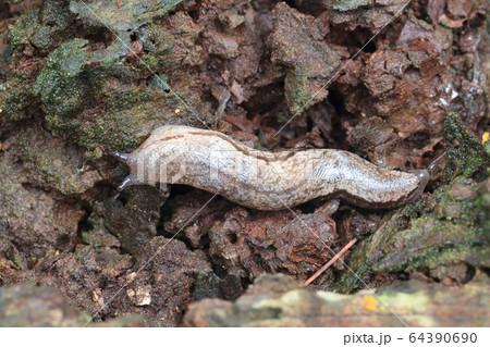 切株の上のナメクジ 64390690