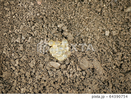 Eggs biggest slug Limax maximus cluster largest in soil under stone detail pile, white slightly yellow color great grey or leopard slug plant parasite. Snail which is pest in horticulture greenhouses Eggs biggest slug Limax maximus cluster largest in soil under stone detail pile, white slightly yellow color great grey or leopard slug plant parasite. Snail which is pest in horticulture greenhouses 64390754