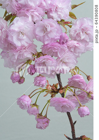 関山の花 64390808