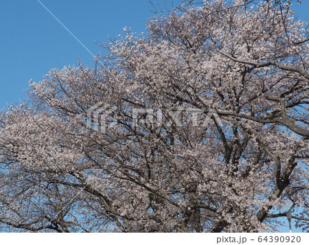 見沼の桜 見沼の桜 64390920