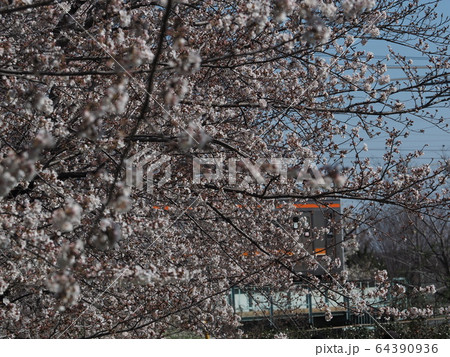 見沼の桜 64390936