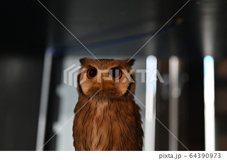 くりくり目玉のフクロウ くりくり目玉のフクロウ 64390973