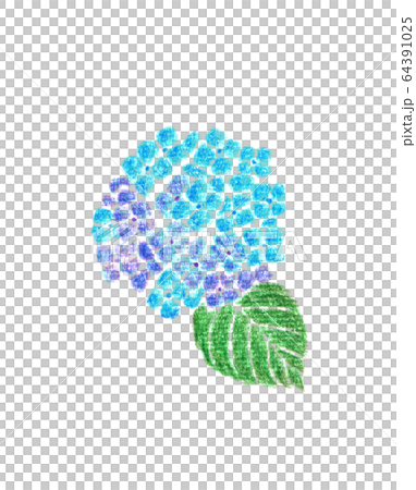 紫陽花　色鉛筆画 64391025