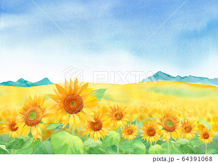 山の見えるひまわり畑の風景、水彩イラストのイラスト素材 [64391068