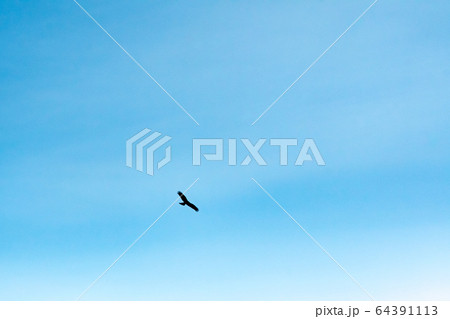 とびが大空を飛ぶシーン / シルエット 64391113