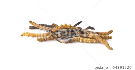 Ophiocordyceps sinensis (CHONG CAO, DONG CHONG XIA Ophiocordyceps sinensis (CHONG CAO, DONG CHONG XIA 64391220