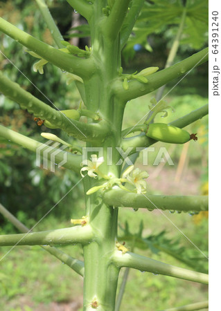 papaya tree with bunch of flowers papaya tree with bunch of flowers 64391240