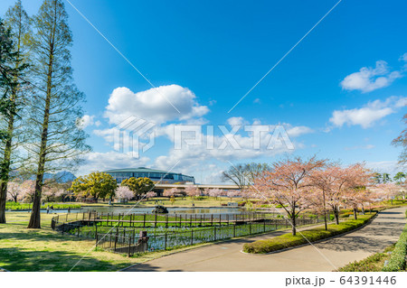 日本の春 楽歩堂前橋公園の桜の風景 64391446