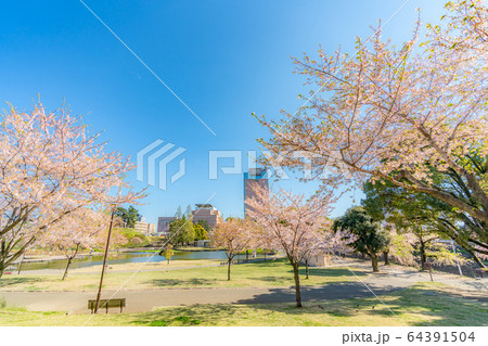 日本の春 群馬県前橋 楽歩堂前橋公園の桜の風景 64391504