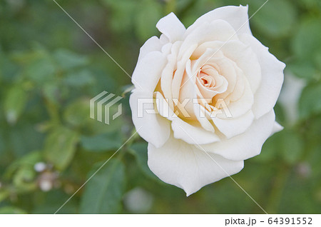 バラ園に咲くこのバラの名前はフレンチレースです。 バラ園に咲くこのバラの名前はフレンチレースです。 64391552