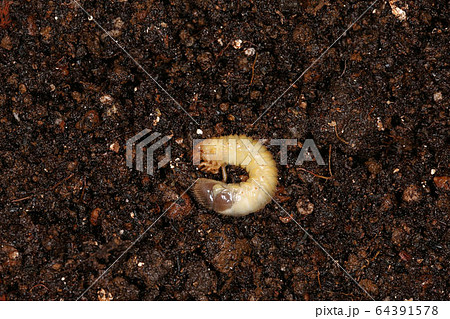園芸の害虫 ネキリムシ コガネムシ幼虫 の写真素材