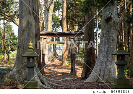 熊野神社　欅並木　秋田県山本郡 64391813