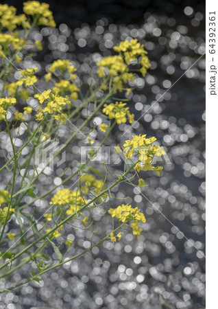 菜の花と小川 菜の花と小川 64392361