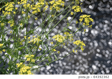 菜の花と小川 菜の花と小川 64392362