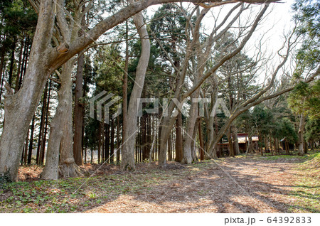 熊野神社　欅並木　秋田県山本郡 64392833