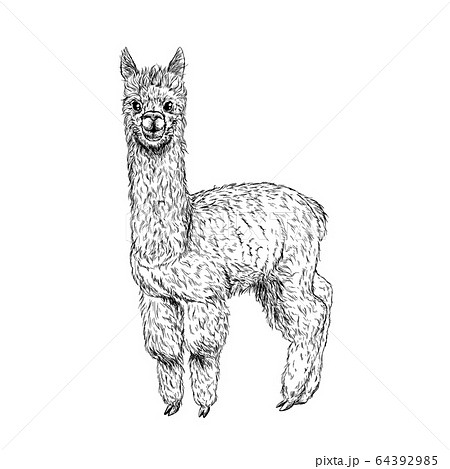 Cute Llama Alpaca Ink Sketch Hand Drawnのイラスト素材