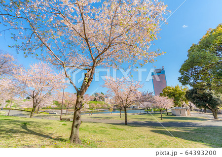 日本の春 群馬県前橋 楽歩堂前橋公園の桜の風景 64393200
