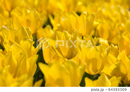 遠賀川河川敷のチューリップ　福岡県直方市 64393309