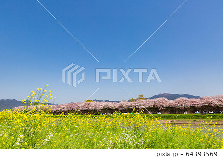 遠賀川河川敷の菜の花と桜並木　　福岡県直方市 64393569