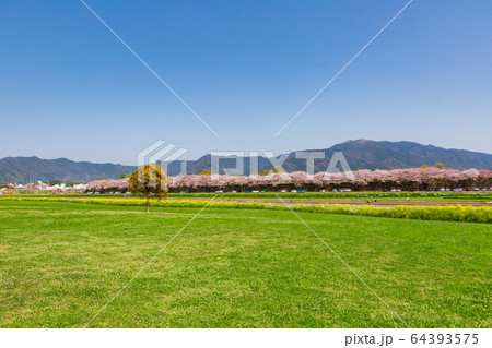 遠賀川河川敷の菜の花と桜並木 福岡県直方市 遠賀川河川敷の菜の花と桜並木 福岡県直方市 64393575
