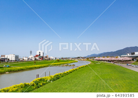遠賀川河川敷の菜の花と桜並木　　福岡県直方市 64393585