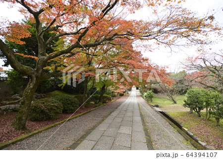 養源院　紅葉 64394107