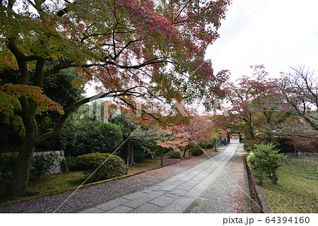 養源院 紅葉 養源院 紅葉 64394160