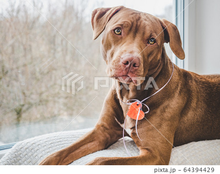 Charming puppy of chocolate color. Close up 64394429