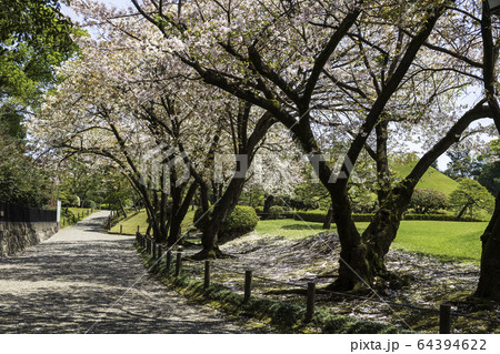 春の熊本県の観光地水前寺公園に咲く桜と成趣園の風景 春の熊本県の観光地水前寺公園に咲く桜と成趣園の風景 64394622