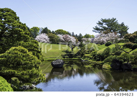 春の熊本県の観光地水前寺公園に咲く桜と成趣園の風景 春の熊本県の観光地水前寺公園に咲く桜と成趣園の風景 64394623