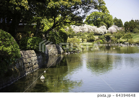 春の熊本県の観光地水前寺公園に咲く桜と成趣園の風景 64394648