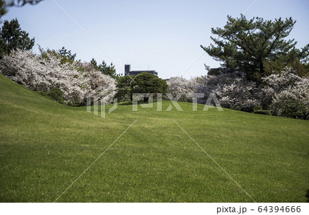 春の熊本県の観光地水前寺公園に咲く桜と成趣園の風景 64394666