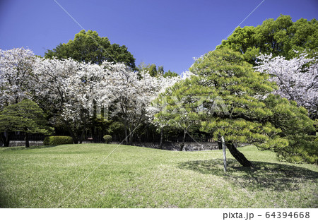 春の熊本県の観光地水前寺公園に咲く桜と成趣園の風景 64394668