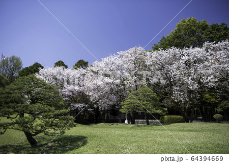 春の熊本県の観光地水前寺公園に咲く桜と成趣園の風景 春の熊本県の観光地水前寺公園に咲く桜と成趣園の風景 64394669