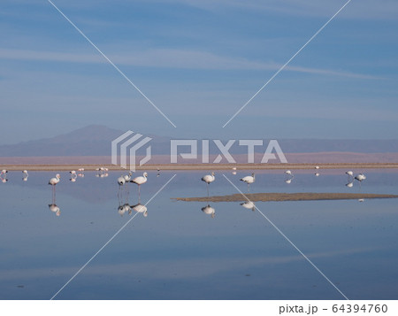 ~チリ、アタカマ~アタカマ塩湖とフラミンゴ ~チリ、アタカマ~アタカマ塩湖とフラミンゴ 64394760