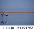 ～チリ、アタカマ～アタカマ塩湖とフラミンゴ（仲良しver.） 64394762