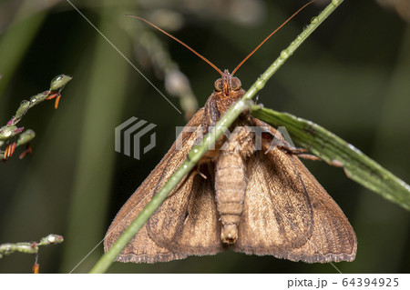 Castor Oil Semi-Looper Moth Castor Oil Semi-Looper Moth 64394925