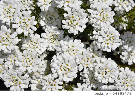 イベリス 64395478