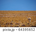 ～チリ、アタカマ～ミスカンティー湖のリャマ（後ろ向き） 64395652
