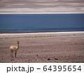 ～チリ、アタカマ～ミスカンティー湖とリャマ 64395654